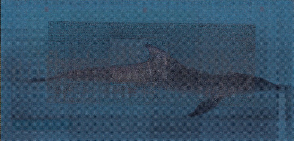 The delphines floating behind my window | serigraphy | 210×100 cm